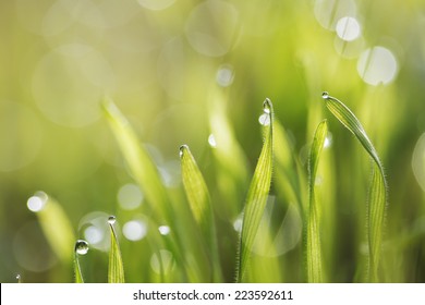 green fresh grass in morning dew with natural bokeh - Powered by Shutterstock