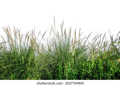 Green fresh grass naturally on isolated white background