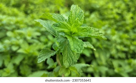 La planta de menta verde fresca y saludable crece fondo. Hoja de menta fresca sobre fondo verde. Mint también es conocida como Pudina y Mentha. Mentha spicata es una hierba aromática perteneciente a la familia de las menta, Lamiaceae.
