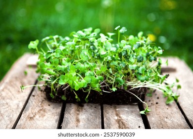 green fresh herb leaves in a wooden box. - Powered by Shutterstock