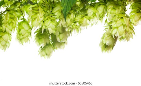 green fresh hop border isolated on white