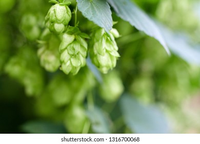Green fresh hop cones for making beer and bread close up - Shutterstock ID 1316700068