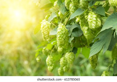 Green fresh hop cones for making beer and bread closeup, agricultural background. - Shutterstock ID 613785065