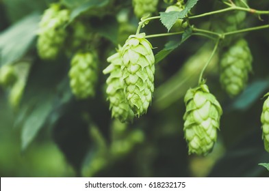 Green fresh hop cones for making beer and bread closeup , blue toned, agricultural background, - Powered by Shutterstock