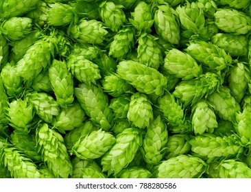Green fresh hop cones for making beer and bread close up