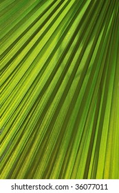green fresh leaf of  palm background closeup