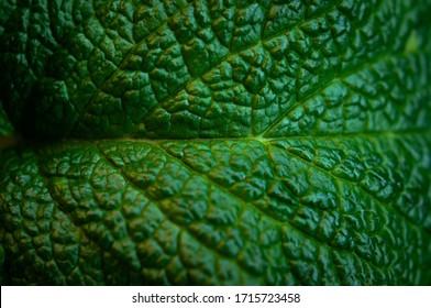 Green fresh leaves of mint, lemon balm close-up macro shot. Mint leaf texture. Ecology natural layout. Mint leaves pattern, spearmint herbs, peppermint leaves, nature background - Powered by Shutterstock