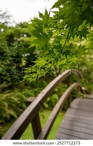 Similar – Image, Stock Photo A fresh ornamental maple leaf