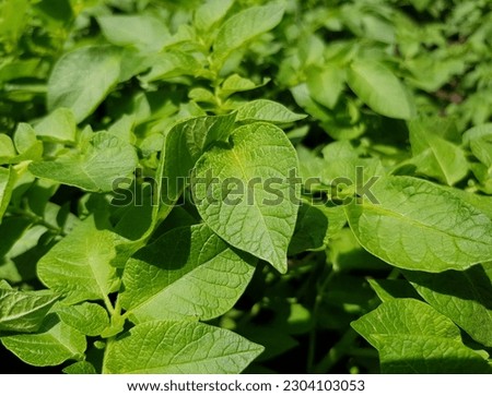 Green fresh leaves of potato (Solanum tuberosum) on bushes in the field (macro, top view, texture).