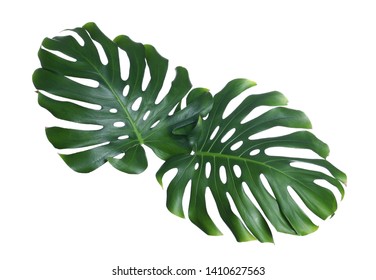 Similar Images, Stock Photos & Vectors of Dark green leaves of monstera