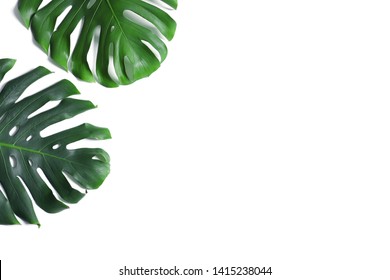 Green Fresh Monstera Leaves On White Background, Top View. Tropical Plant