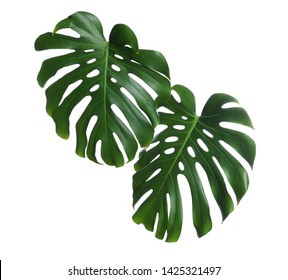 Green fresh monstera leaves on white background. Tropical plant - Shutterstock ID 1425321497