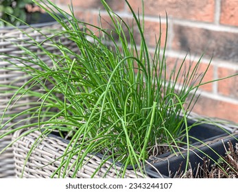 Green fresh organic chives growing in the pot on terrace. Close up.