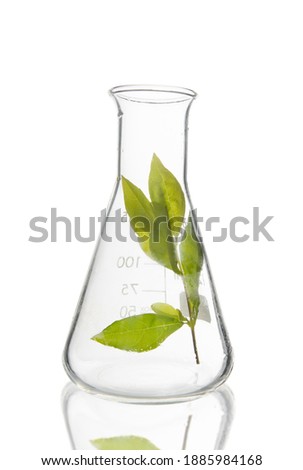 Green fresh plant in an Erlenmeyer flask on white background with clipping path.  Green and organic chemistry concept.