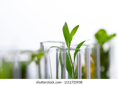 Green Fresh Plant In Glass Test Tube In Laboratory On White Background. Close Up Macro.