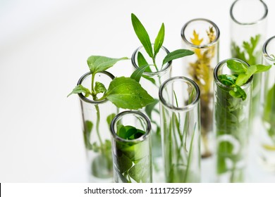 Green fresh plant in glass test tube in laboratory on white background. Close up macro.