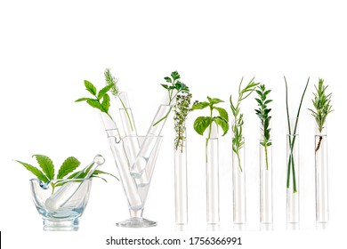 Green Fresh Plant In Glass Test Tube In Laboratory On White Background. Close Up Macro.