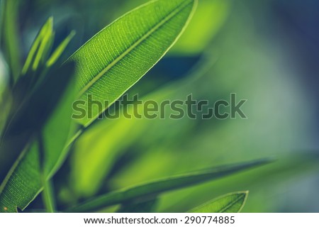 Green fresh plants grass closeup for background