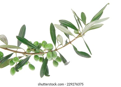green fresh raw olives on branch over white - Shutterstock ID 229276375