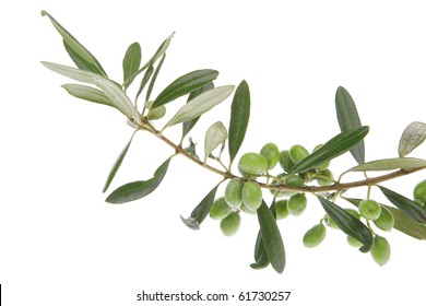 green fresh raw olives on branch over white - Shutterstock ID 61730257