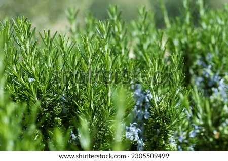 Green fresh rosemary growing outdoors