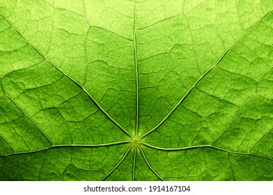  Green fresh spring leaf highlighted from above   - Shutterstock ID 1914167104
