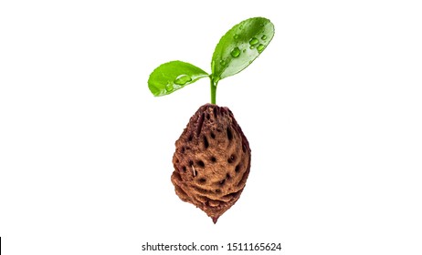 Peach Pit High Res Stock Images Shutterstock
