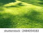 Green fresh summer lawn grass background. Close up view beautiful fresh grass at the evening sunset. Green grass pattern and texture close up. Green lawn