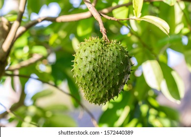 Soursop Tree Images Stock Photos Vectors Shutterstock