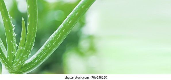 Green fresh wet aloe with empty space and blurred green pastel background. A lot of dews on its leaves. It used for adding moisture to face skin or cure as medicine.