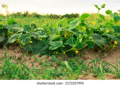green fresh young cucumbers in the garden - Shutterstock ID 2172357995
