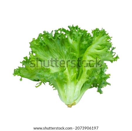 green frillies iceberg lettuce isolated on white background. Clipping path.