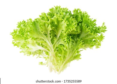 Frisee Lettuce Images Stock Photos Vectors Shutterstock