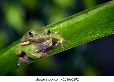 A green frog