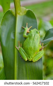 Green frog