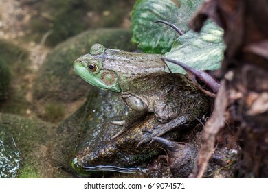 Green frog.