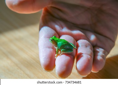 Green Frog