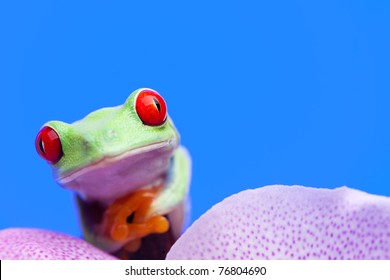 Green frog