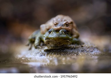 Green Frog In Amplexus With Common Toad