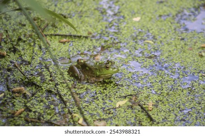 Green Frog Camouflaged in the Pond - Powered by Shutterstock