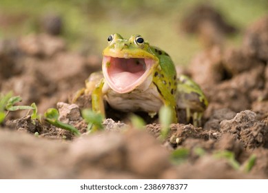 green frog close-up on the shore of a pond with its mouth wide open - Powered by Shutterstock