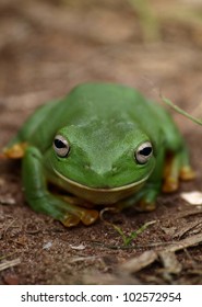 Green Frog In Darwin, Australia