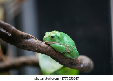 Green Frog at ease on a green leaf tree