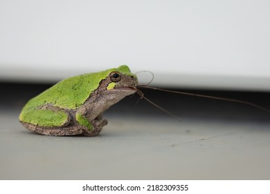 A Green Frog Eats A Bug On A Country Porch.