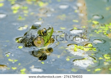 Green Frog Floating in Pond Back Angle