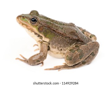 Green Frog Isolated