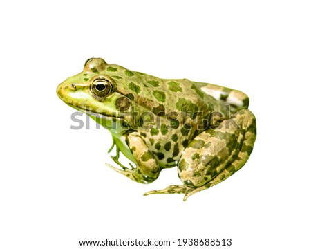 Green frog isolated on a white background. Close-up