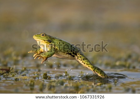Green frog jump on a beautiful light. Pelophylax ridibundus