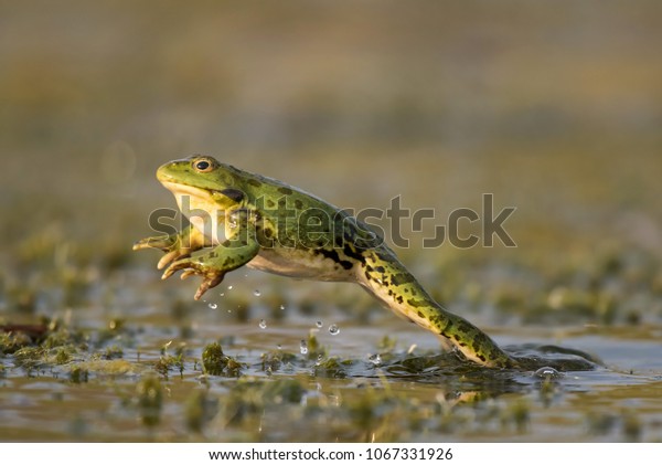 the sound of a frog jumping in the pond