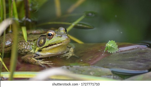 Green Frog: Lithobates clamitans -  Native to eastern North America, a large species of frog commonly seen  in ponds, swamps, rivers and streams. - Shutterstock ID 1727771710